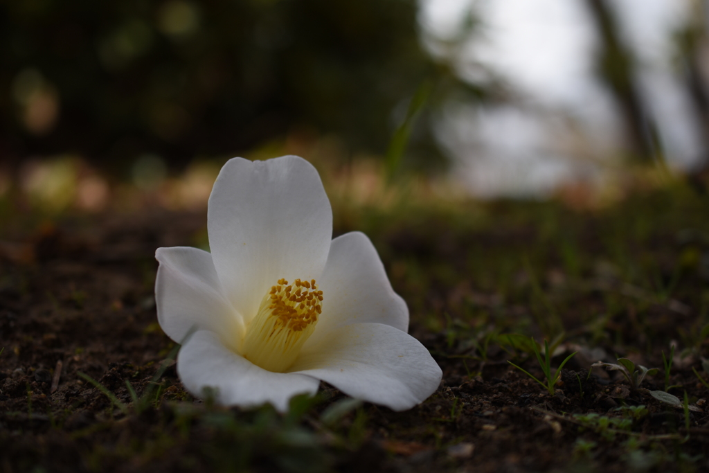 落ち椿