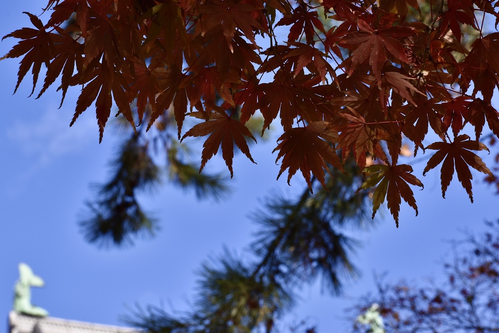 城内の紅葉