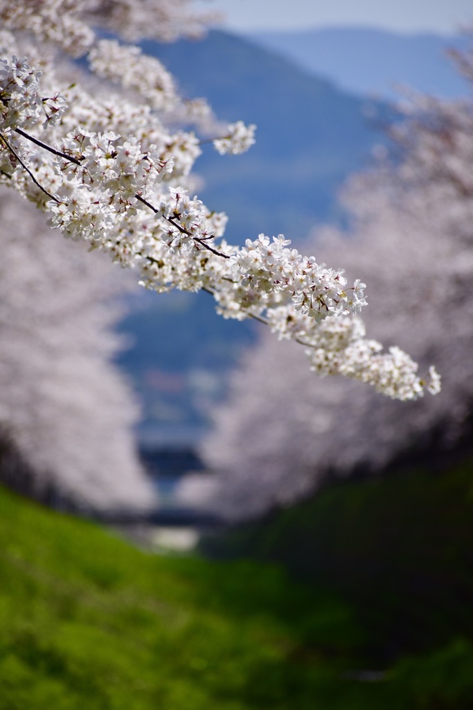 桜の散歩道　Ⅱ