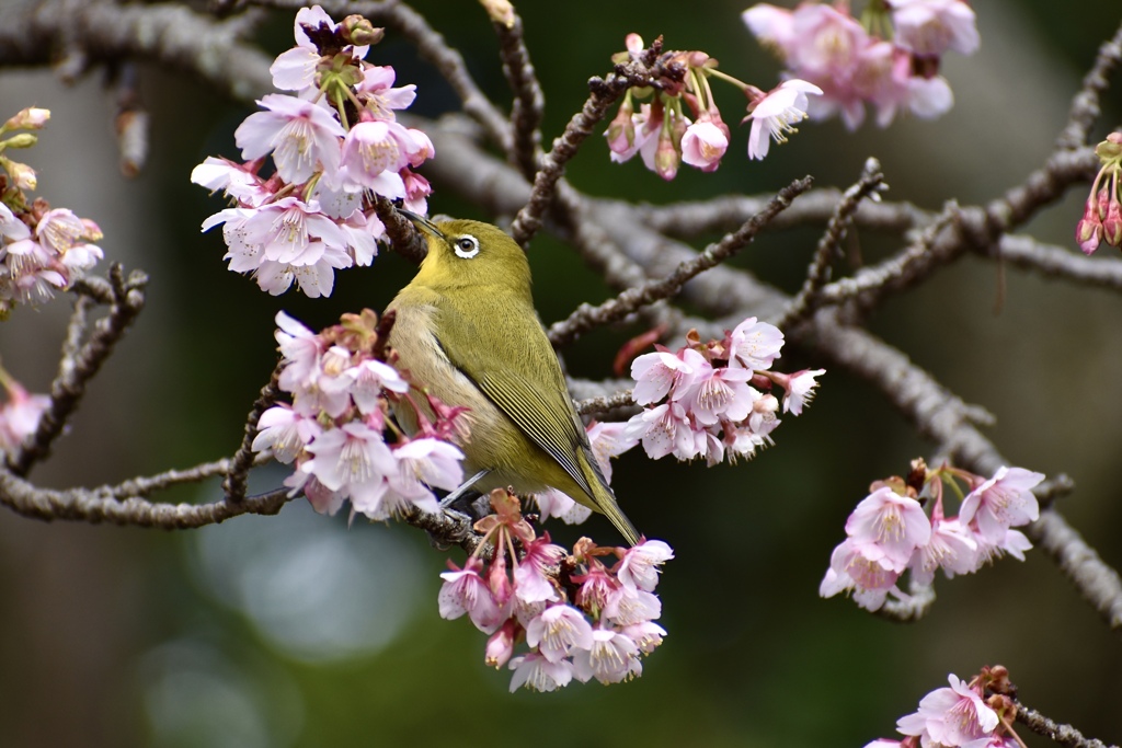 メジロさんと寒桜