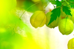 フウセンカズラ