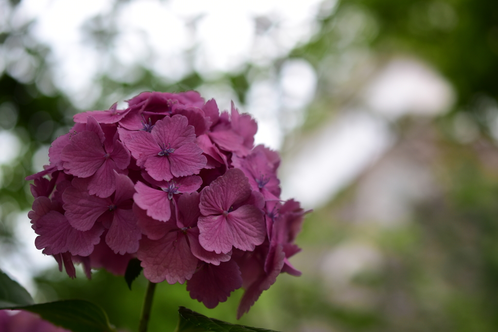 城内の紫陽花