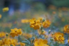 Cosmos sulphureus✩ ⡱