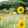 sunflower Field