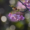 木漏れ日の中