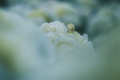 Golden Border