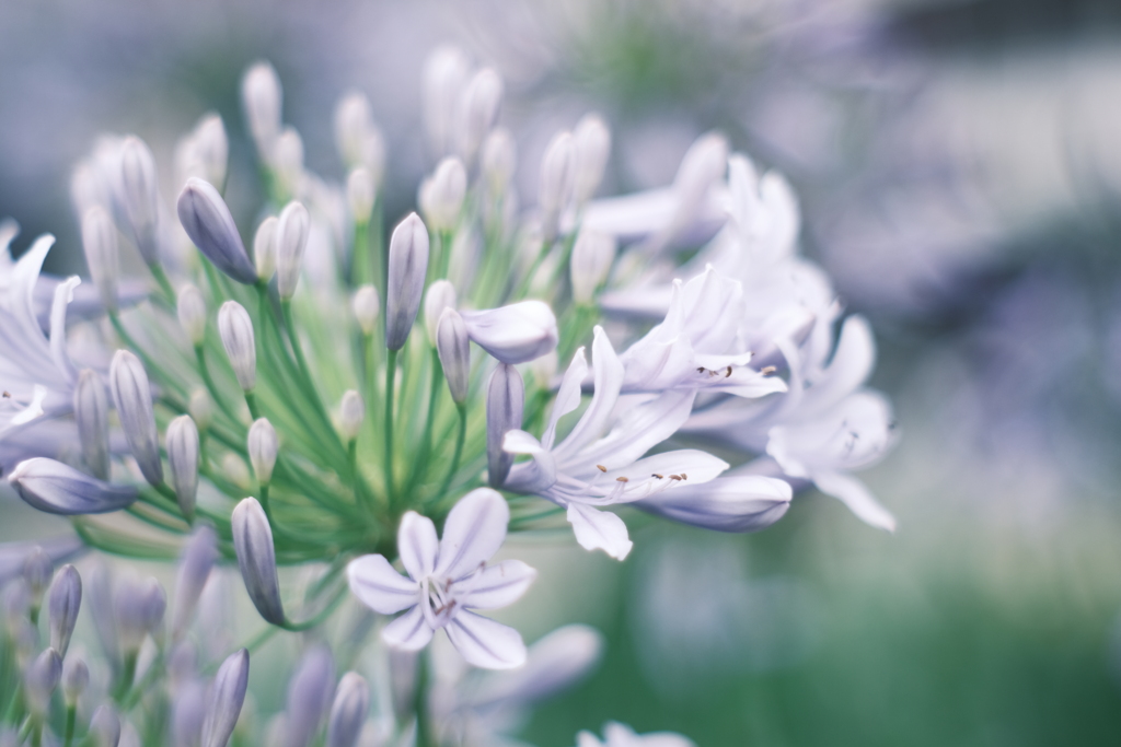 The Beauty In You
