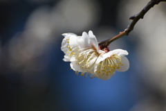 梅の花