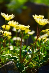 黄色の花