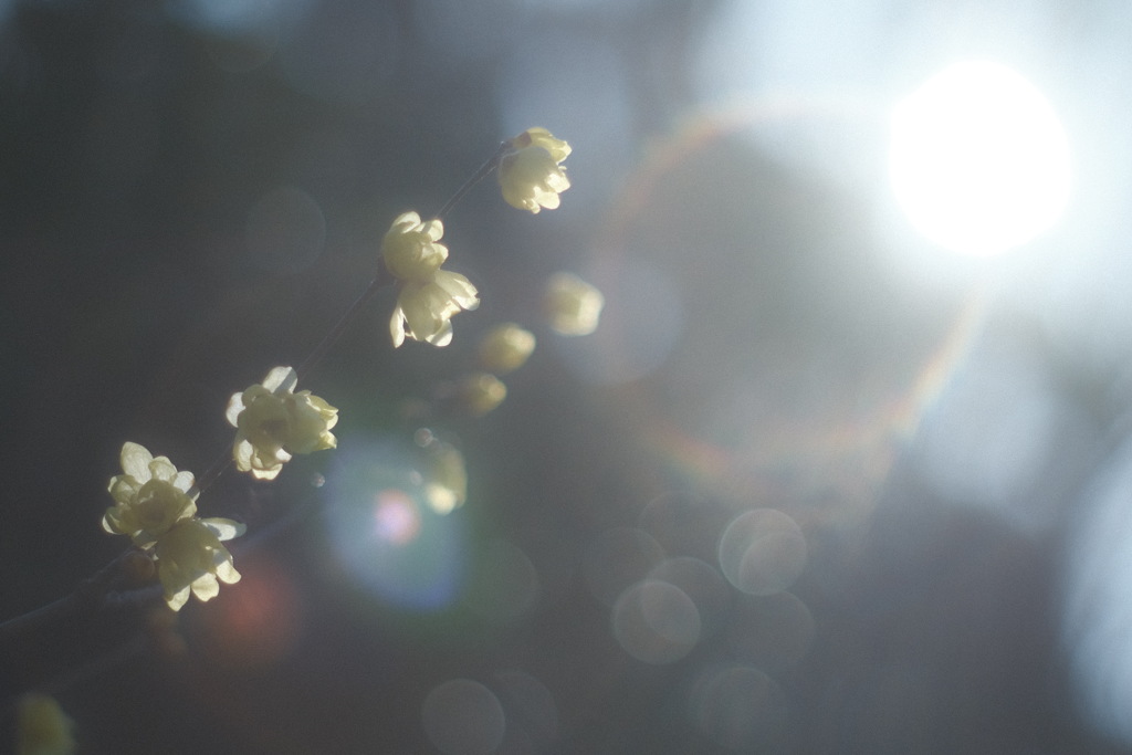 Wintersweet