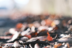 fallen leaves