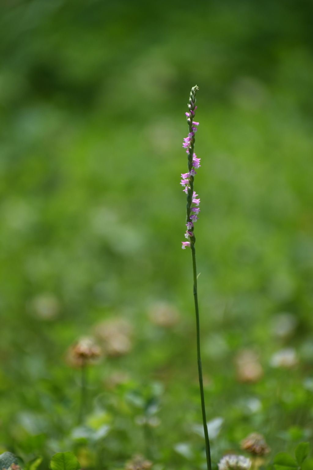 捩花