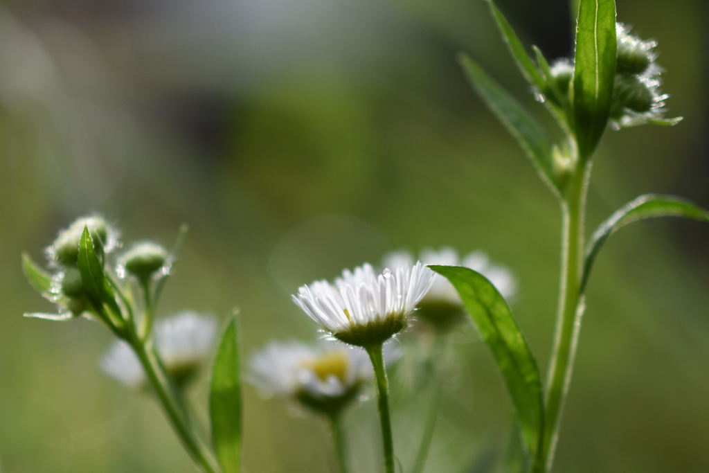 Daisy fleabane