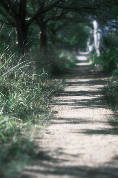 朝の散歩道