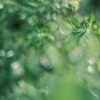 雨のあとに･ﾟ✧