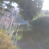 Good Day Sunshine