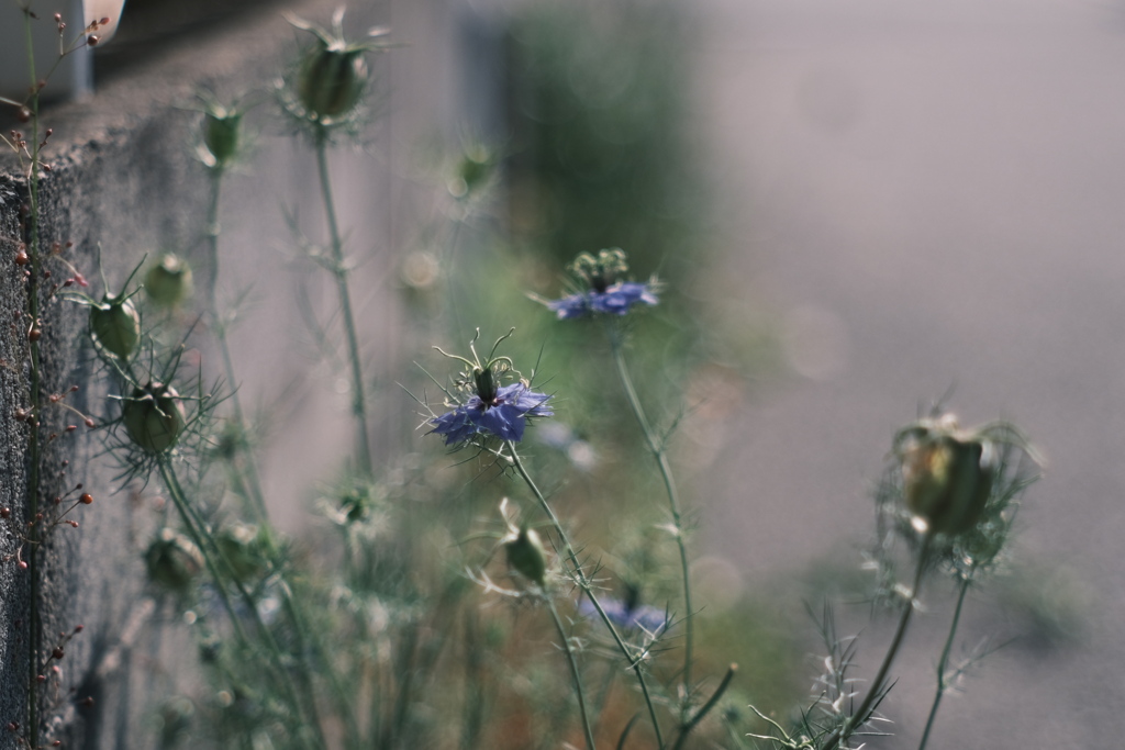 Nigella