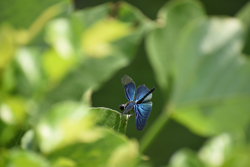 はじめまして♬