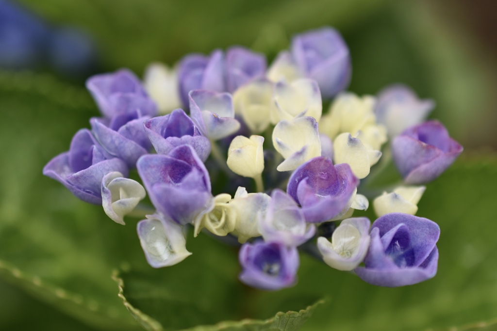 ブーケのような紫陽花を・・