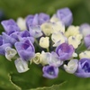 ブーケのような紫陽花を・・