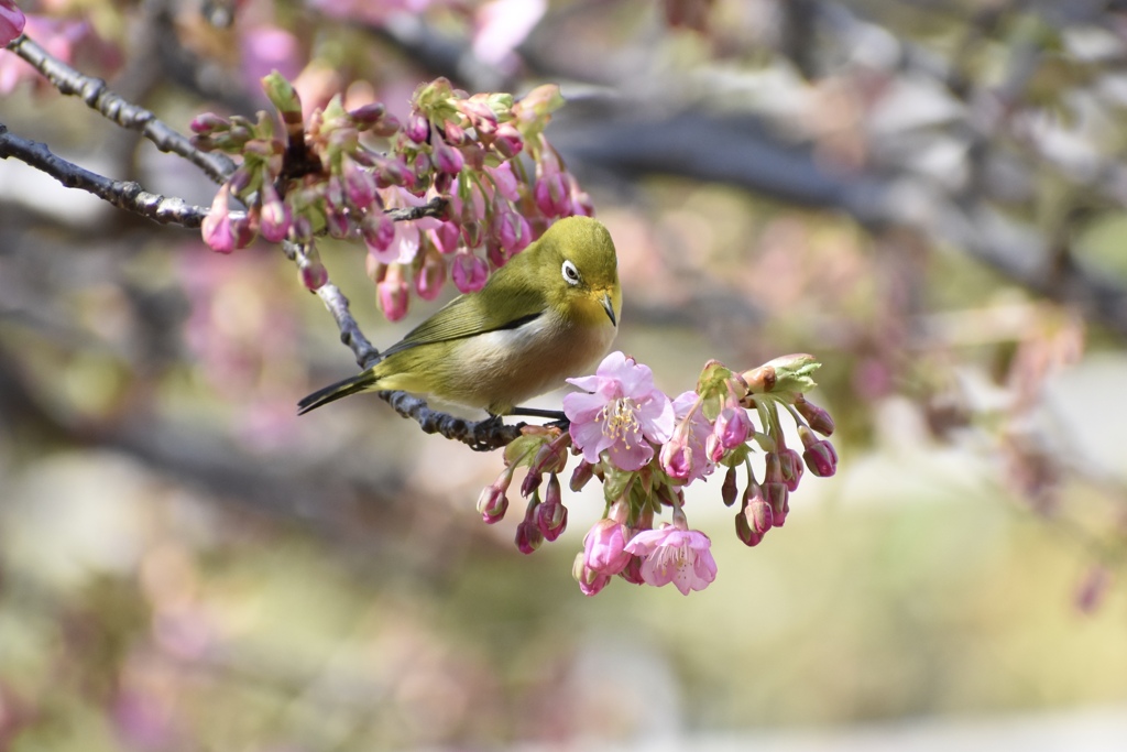 桜とメジロ