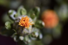 紅花を上から・・