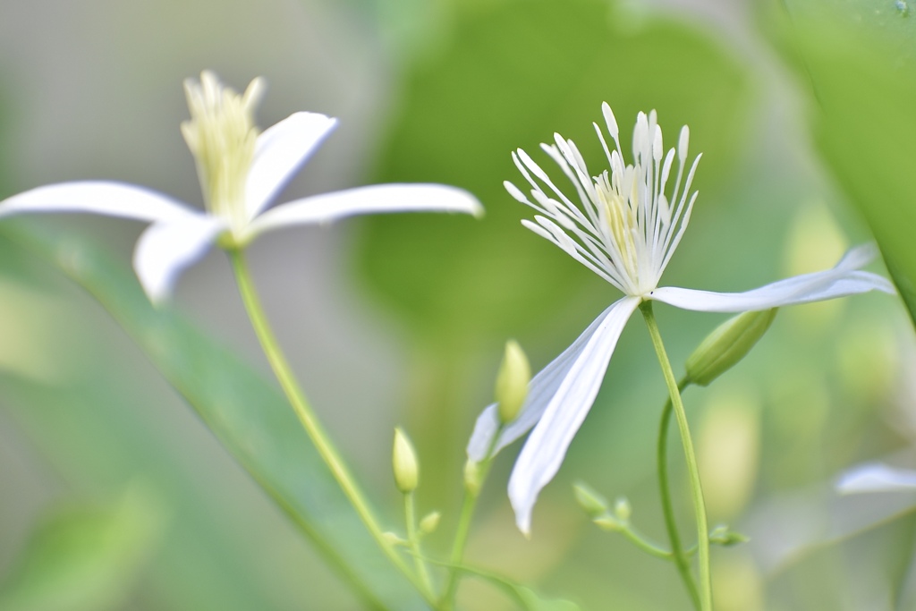 sweet autumn clematis