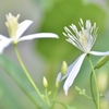 sweet autumn clematis