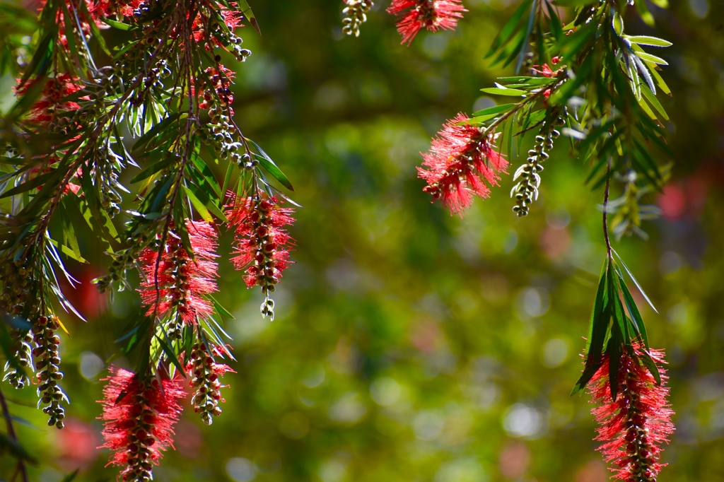 カリステモン Ⅱ