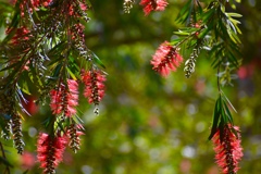 カリステモン Ⅱ