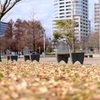 冬の公園