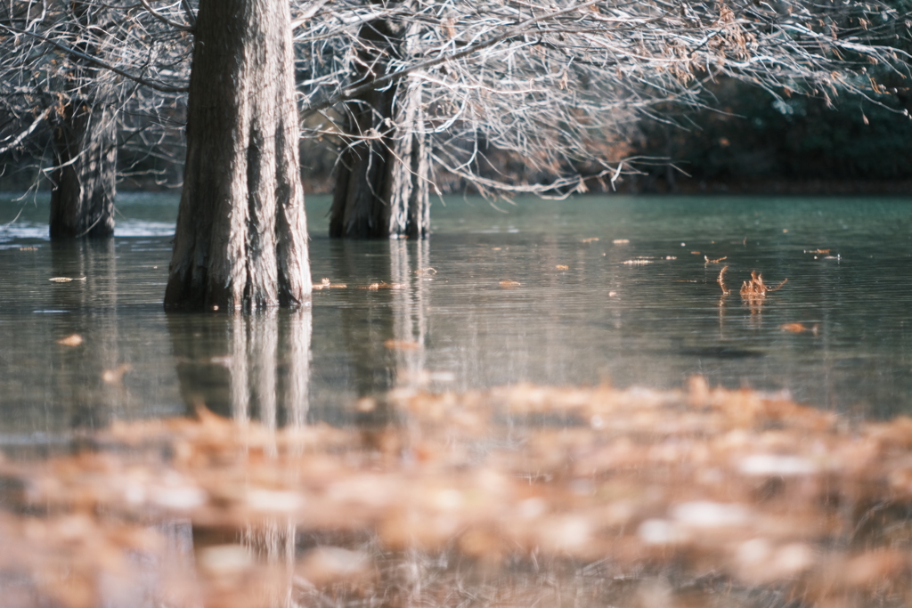 浮かぶ落葉