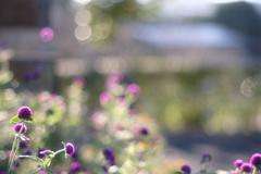 Globe amaranth