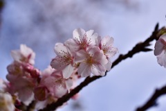 寒桜