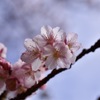 寒桜