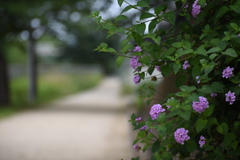 桜の散歩道に・・