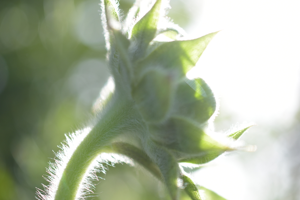 Sunflower buds