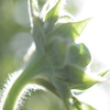 Sunflower buds