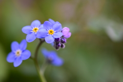 forget-me-not