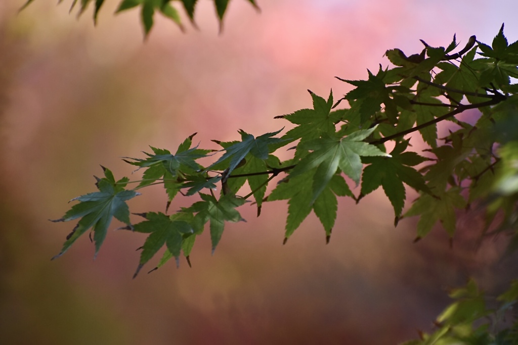 青紅葉
