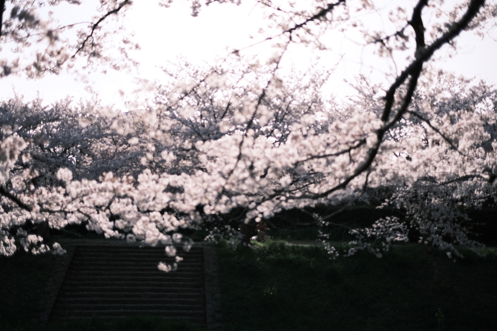 桜日和