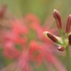 彼岸花の蕾Ⅱ