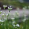 ニラの花　Ⅰ