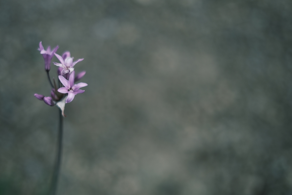 Tulbaghia