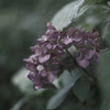 秋色紫陽花 .｡.:*☆