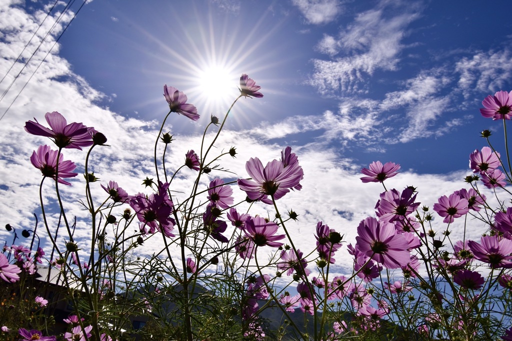 秋空と秋桜