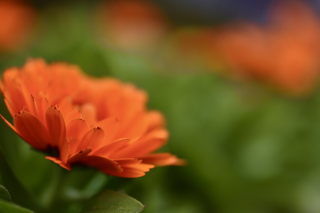 オレンジ色のキンセンカ