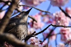 寒桜と