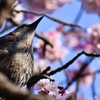 寒桜と