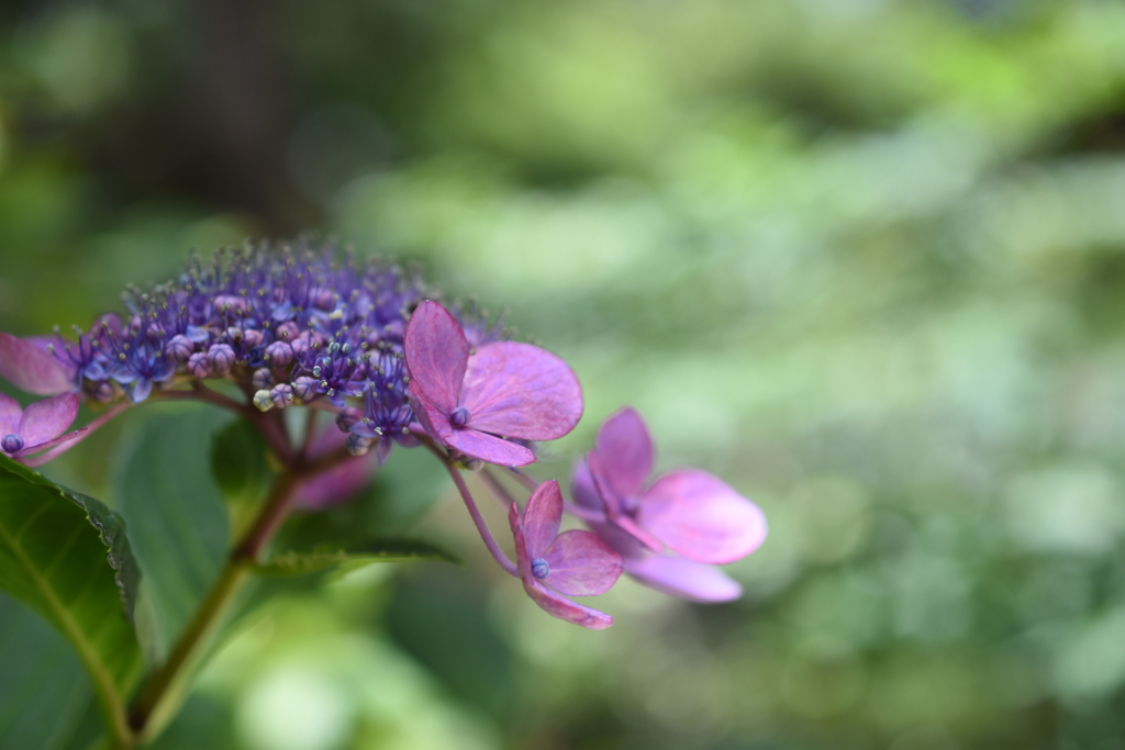 最後の紫陽花